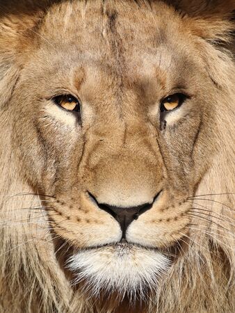 Beautiful lion portrait close upの写真素材