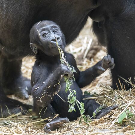 cute gorilla baby portraitの写真素材
