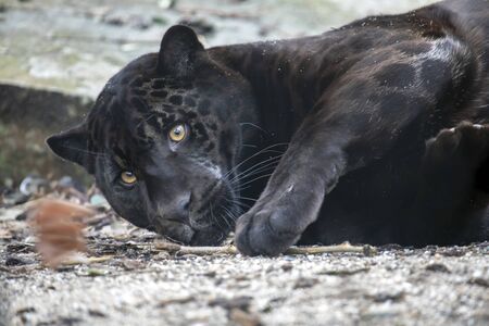 A young black jaguar portrait
