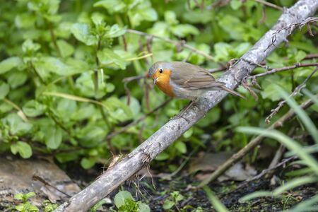 Close up of an european robin birdの写真素材