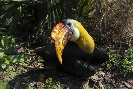Exotic Knobbed hornbill bird on background, close up