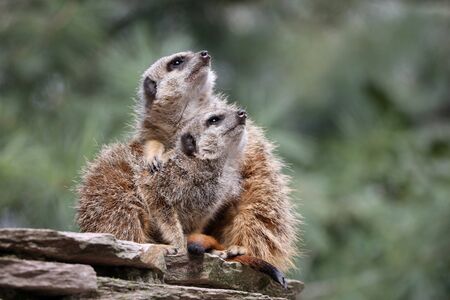 Close up of meerkats in natureの写真素材