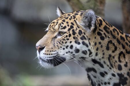Closeup portrait of Jaguar on blurred backgroundの写真素材