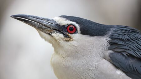 Black-crowned night heron on tree branchの写真素材