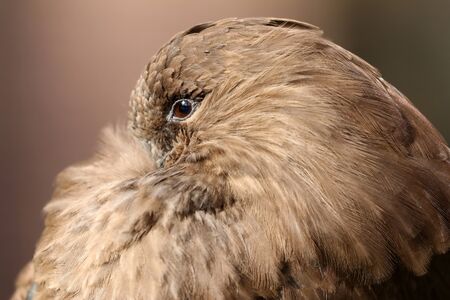 Hamerkop portrait on background, close up