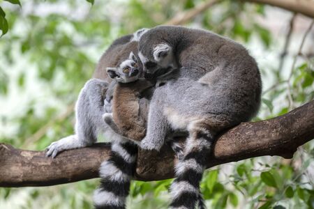 Ring-tailed lemur on background,close upの写真素材
