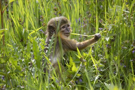Gabon talapoin monkey on background, close upの写真素材