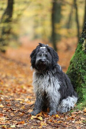 funny cute fluffy Dutch Sheepdog outdoorsの写真素材