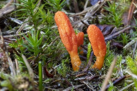 colorful wild Cordyceps militaris mushroom close-up viewの写真素材
