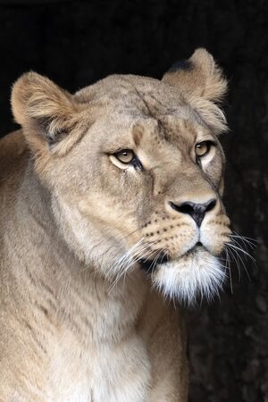 close-up view of beautiful lioness in natural habitatの写真素材