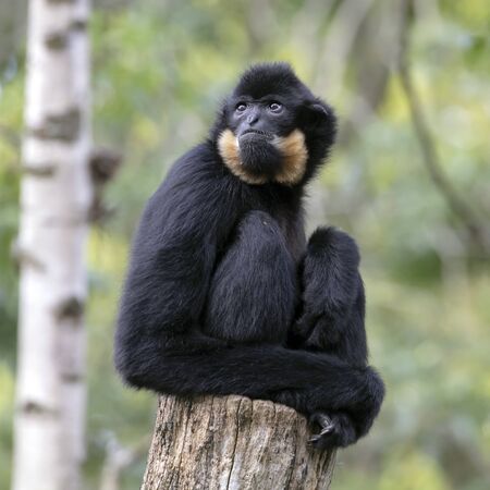 close image of a Yellow Cheeked Gibbon monkey mother with baby in the forest