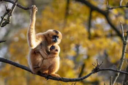 Two Yellow-cheeked Gibbon monkeys in the reserveの写真素材