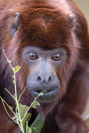 Red howler monkey close-up viewの写真素材