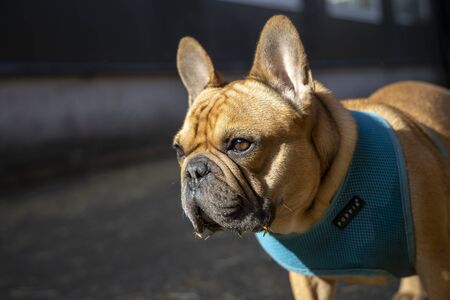 Cute french bulldog with blue leashの写真素材