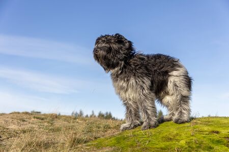 Portrait of fluffy Dutch sheepdog standing on green moss