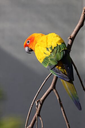 view of colorful parrot perching on tree