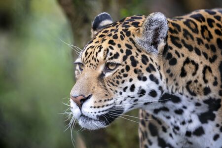 portrait of a jaguar in outdoor wild sceneの写真素材
