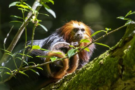 Golden-headed lion tamarin portrait with bright sunshine.