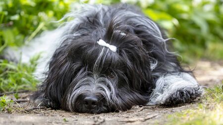 Schapendoes, Dutch Sheepdog, cute fluffy pet laying on green grass.の写真素材
