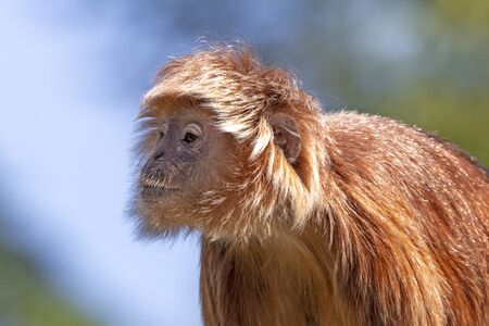 Trachypithecus auratus, red fluffy monkey portrait.