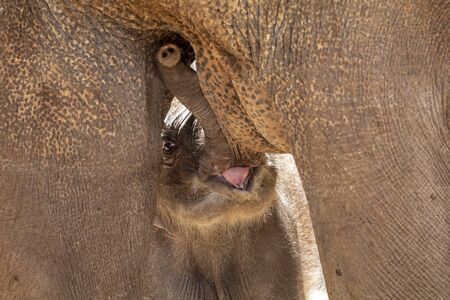 Cute calf near elephant motherの写真素材