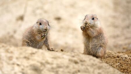 Black-tailed prairie dog (Cynomys ludovicianus), small rodent.の写真素材