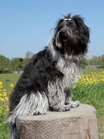 Schapendoes or Dutch Sheepdog sitting on stump in flower fieldの写真素材