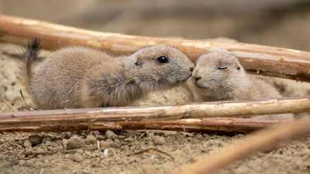 Cynomys ludovicianus, cute rodents resting on sand.の写真素材