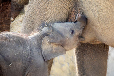 small elephant drinking milk from mother shot in natural habitat
