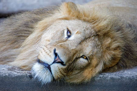 Close up shot of lion (Panthera Leo) headの写真素材