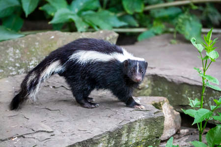 close up photo of striped skunk (Mephitis mephitis) in natureの写真素材
