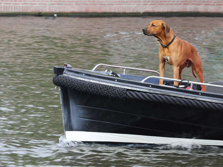 funny cute dog on boat outdoors