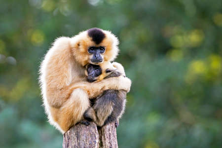 close image of Yellow Cheeked Gibbon monkey (Nomascus Gabriallae) mother with child in the forest