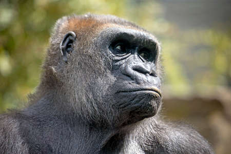 Close up portrait of Western Lowland Gorilla female (Gorilla Gorilla Gorilla)の写真素材
