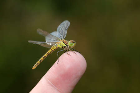 Meadowhawk sitting on human finger, close up shot