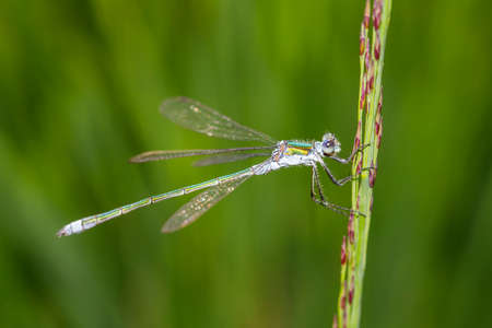 Spread-winged damselfly on green straw