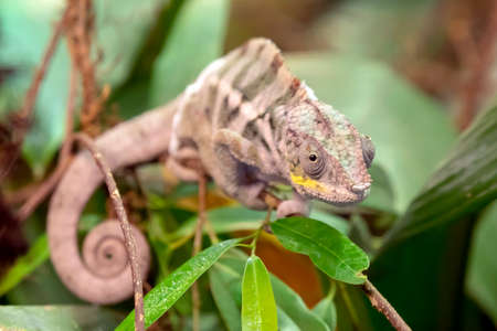 panther chameleon on plant with lush green leavesの写真素材