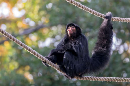 red-faced spider monkey on ropes with greenery on backgroundの写真素材