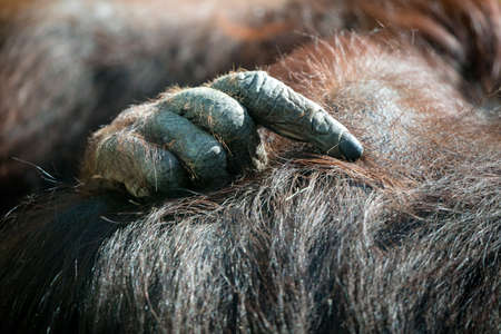 Closeup of Bornean Orangutan handsの写真素材