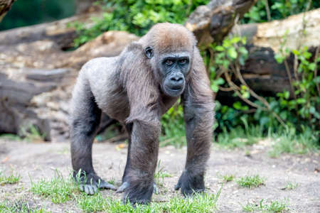 Young female Western Lowland Gorilla (Gorilla Gorilla Gorilla)の写真素材