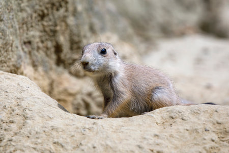 Black-tailed prairie dog, small rodent.