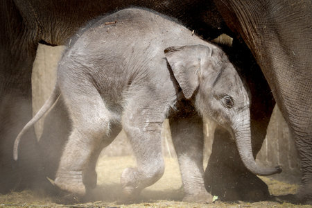 small Asian elephant near mother in natural habitatの写真素材