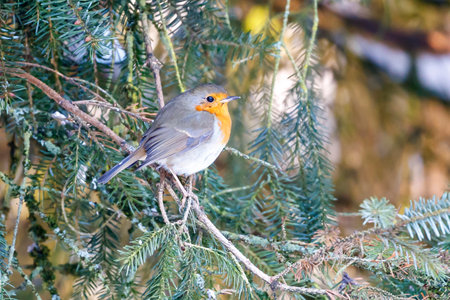 beautiful Robin bird on nature background