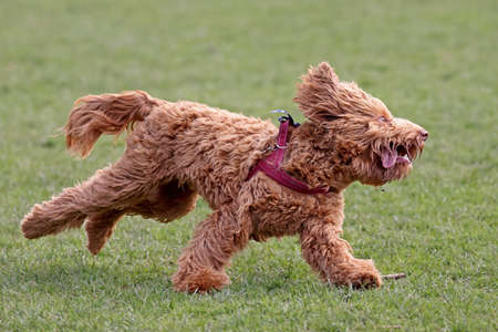 Golden Labradoodle dog outside on nature backgroundの写真素材
