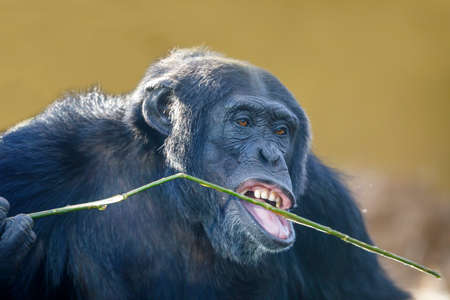 chimpanzee (Pan troglodytes) male close up portraitの写真素材