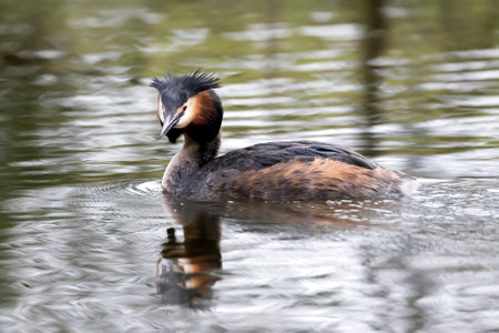 beautiful Great crested grebe swimming on calm lakeの写真素材