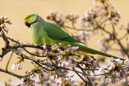 view of green parakeet (Psittacula krameri) perching on blooming treeの写真素材
