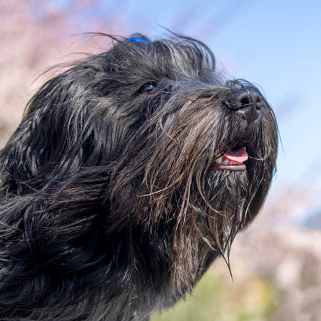 Dutch sheepdog (Schapendoes) close up