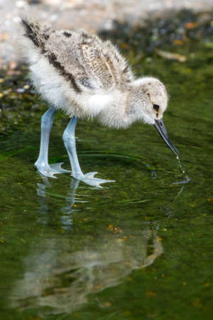 Recurvirostra avosetta chick bird on nature backgroundの写真素材