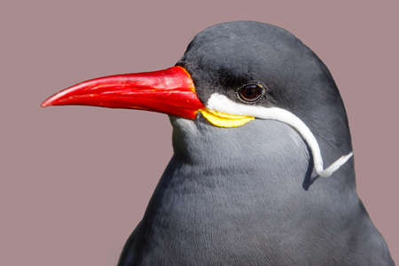 Inca tern (Larosterna inca) birdの写真素材